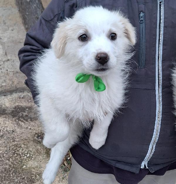 Sorelline adorabili in adozione Foto 4